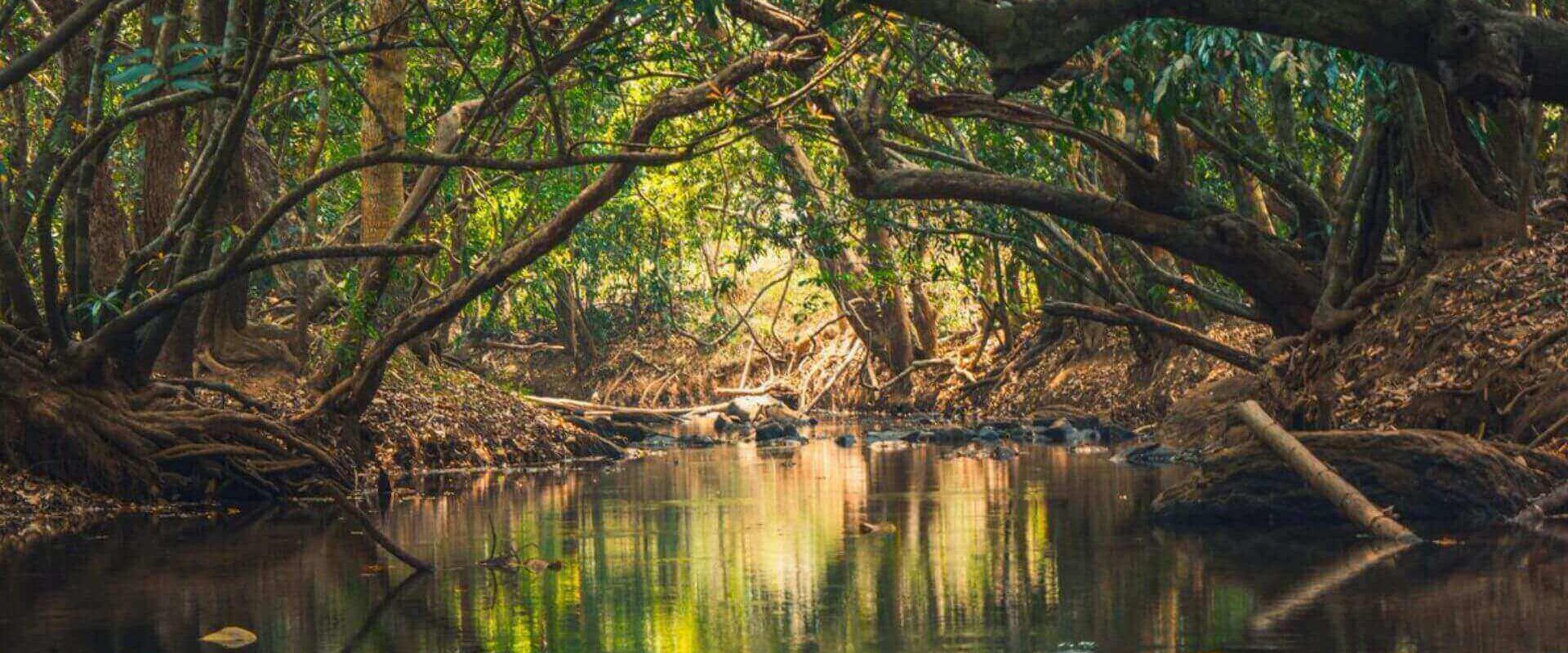 A tree leaning over the Kabini river at Kuruva Island in Wayanad