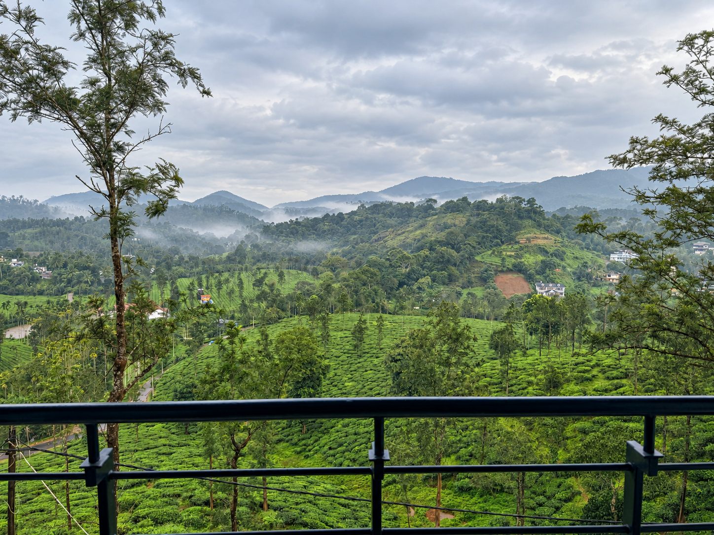 Tea slopes and forested ridges seen from the 2 BHK at Green Peaks